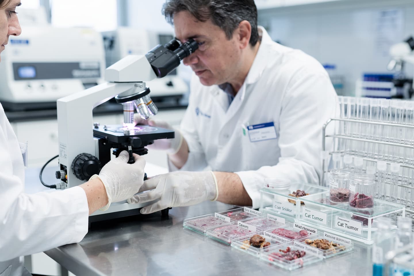 Studierea cancerului la pisici ar putea deschide noi căi de tratament pentru oameni